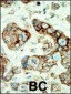 EphA2 Antibody (N-term)